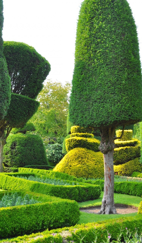 Ровные кроны деревьев