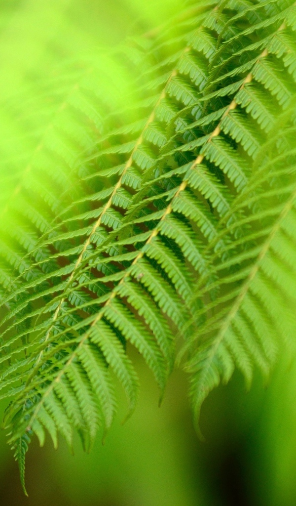 Ветка папоротника