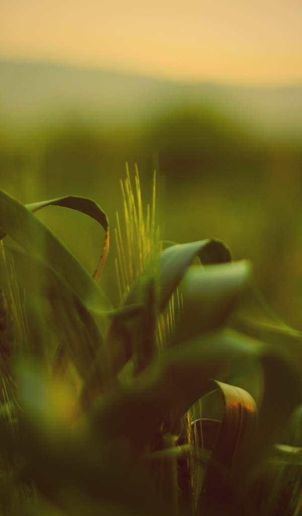 Трава с колосьями