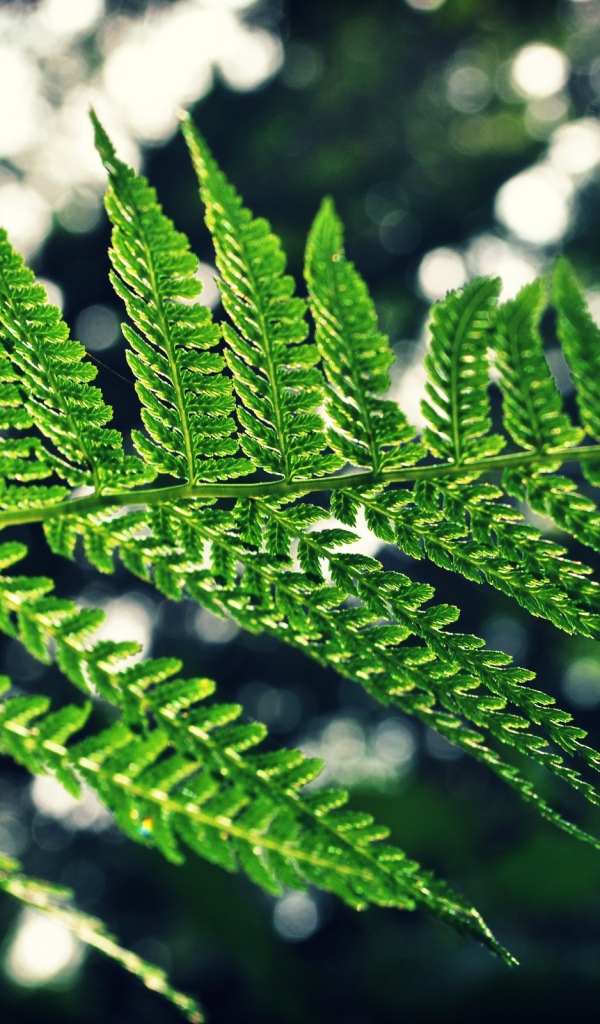 Веточка папоротника