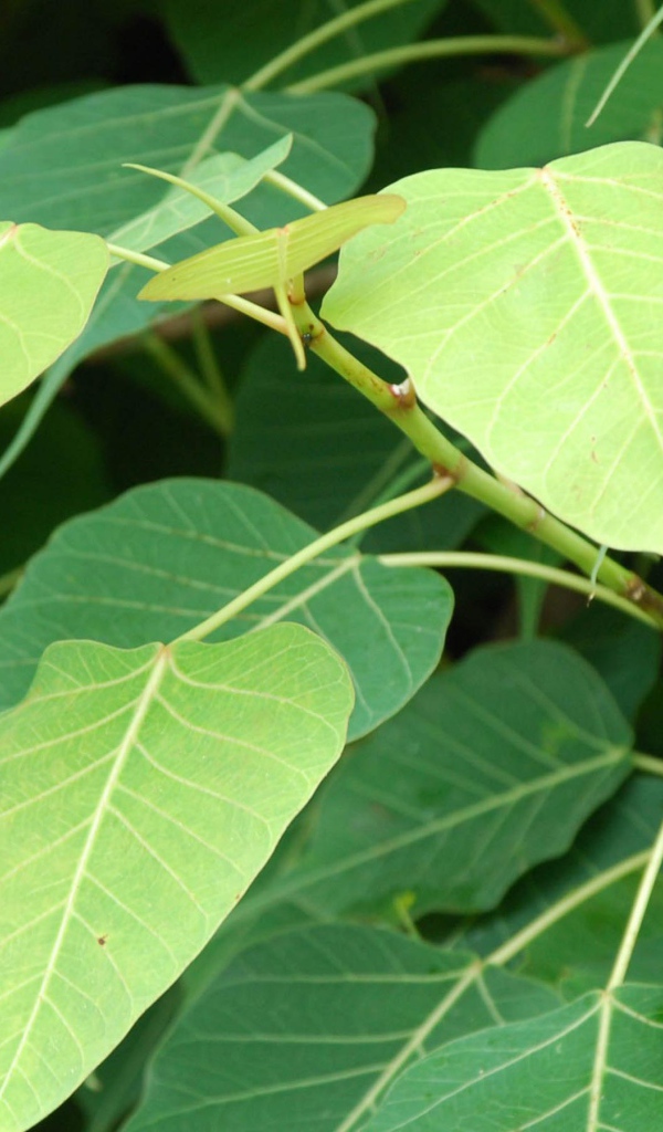 Зеленый кустарник