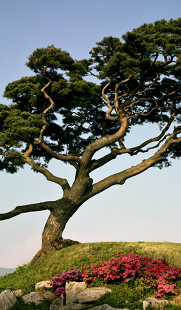 Японская сосна на горе