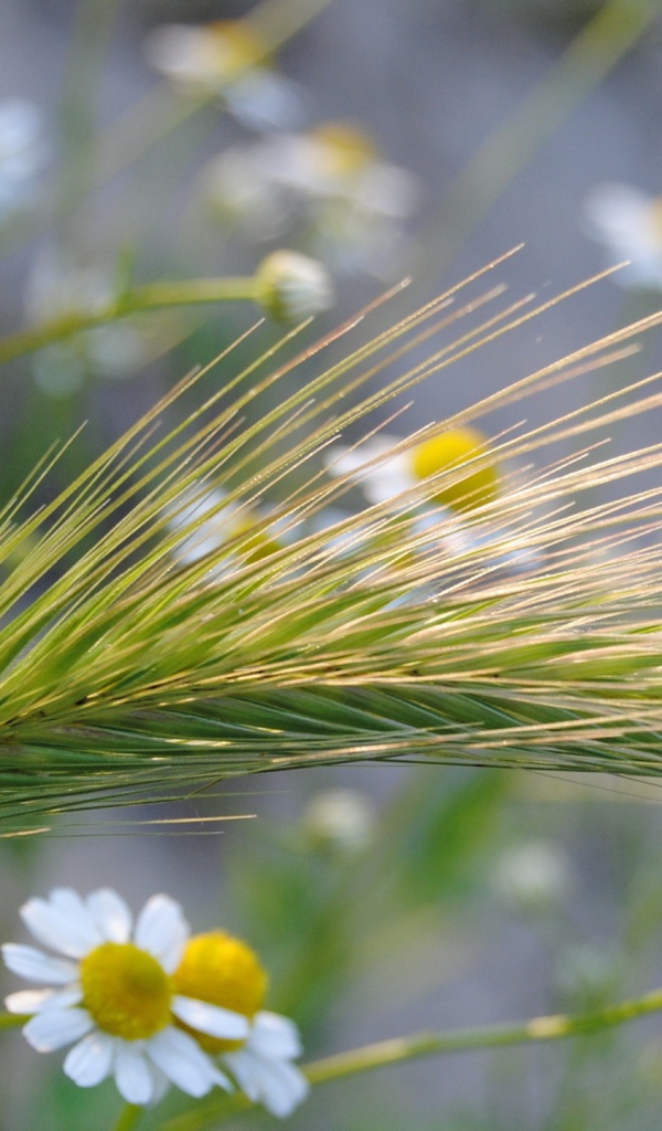 Колос среди ромашек