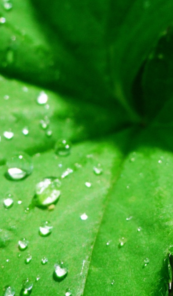 Зеленый листок с капельками воды