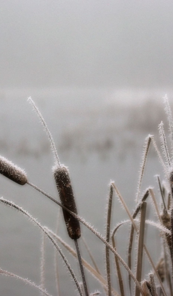 Одинокие камыши