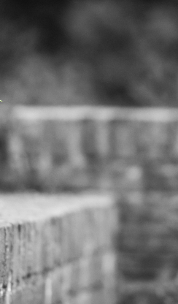 Одинокое растение