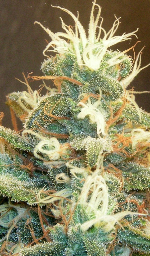 Марихуана почки растений 