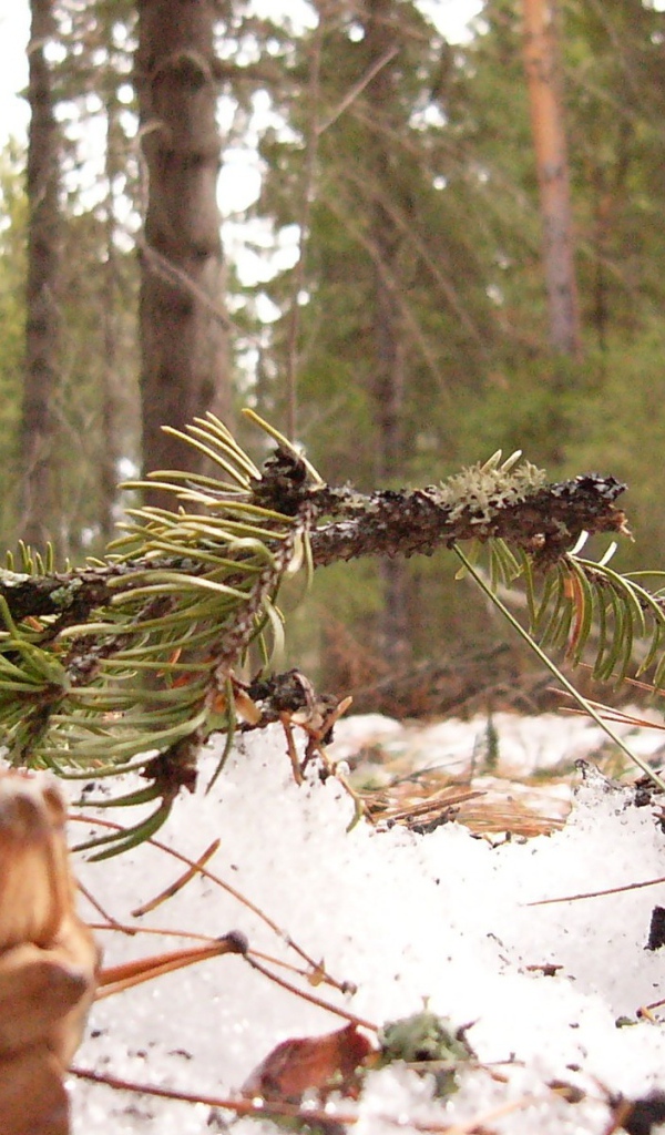 Шишки сибирского кедра