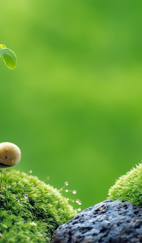 Ростки на камнях