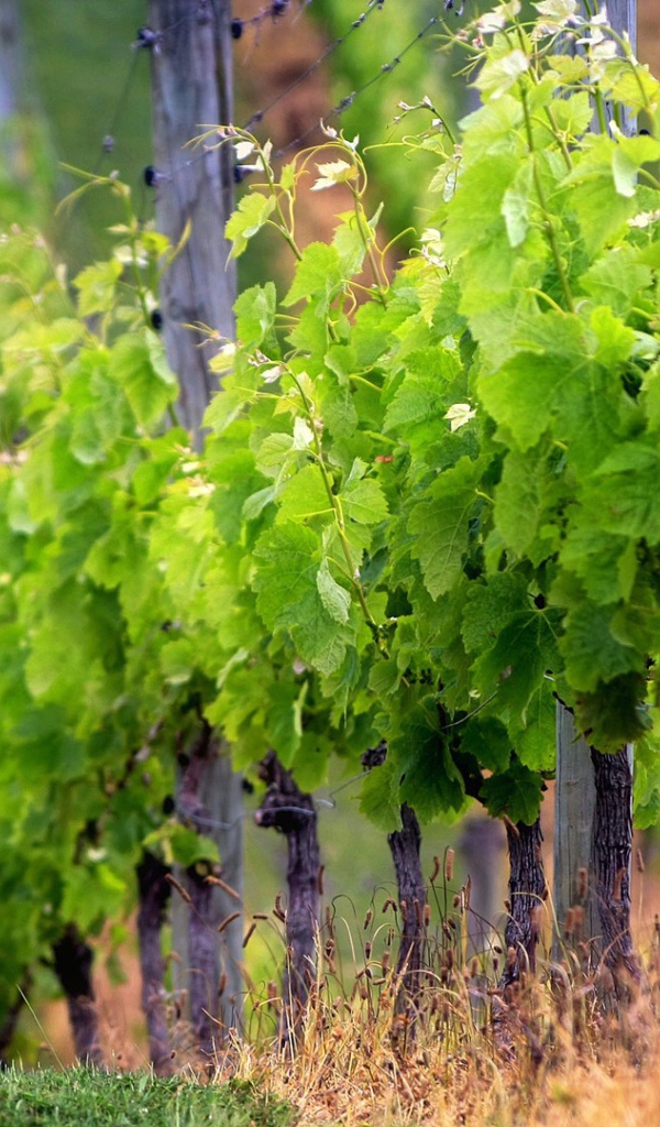 Забор из виноградника