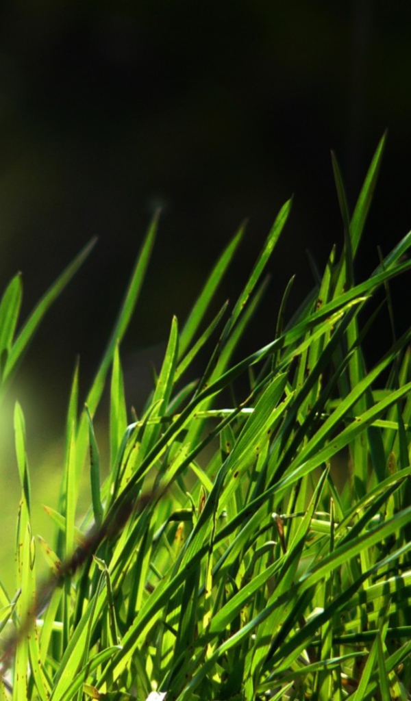 Свет в траве