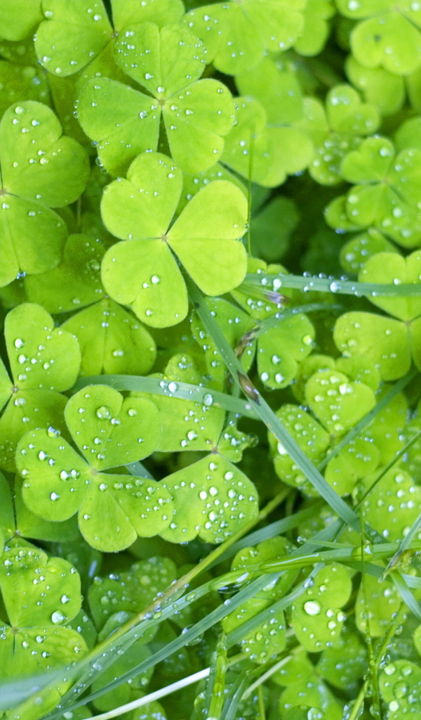 Утренняя роса на траве