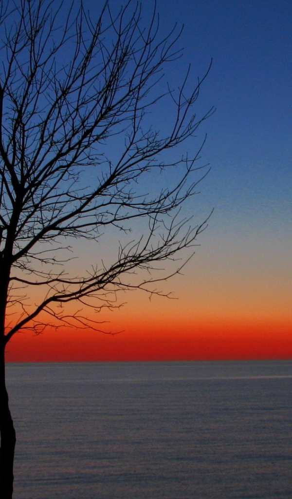 Дерево на утренней заре