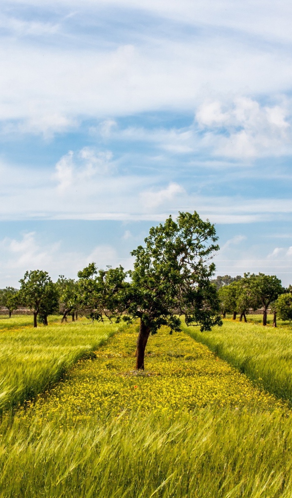 Деревья в фруктовом саду