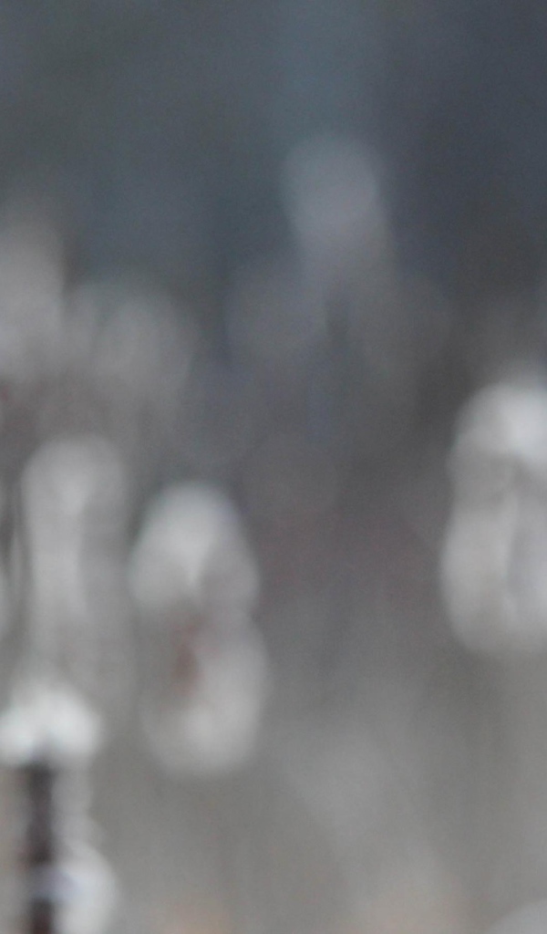 Два колоска