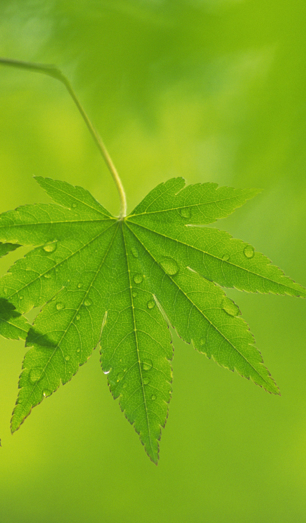 Два листочка