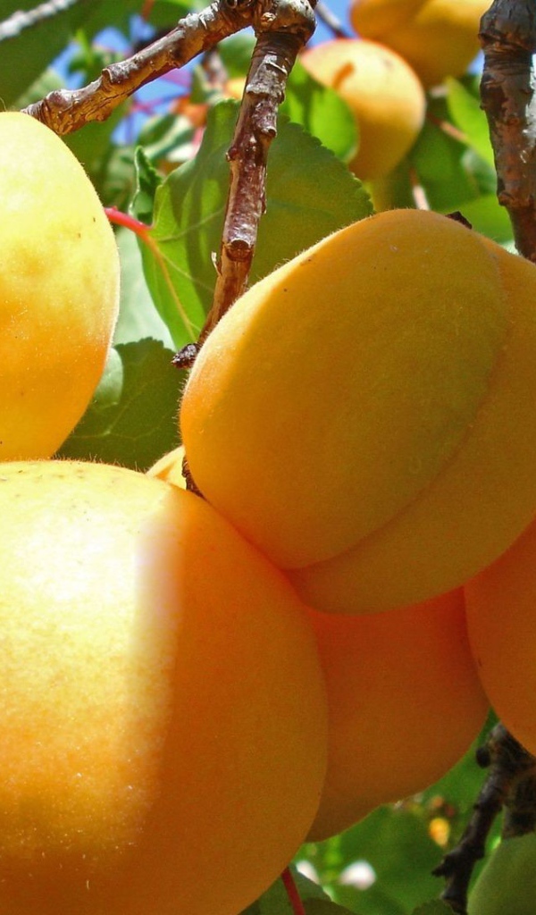 Желтые плоды на ветках