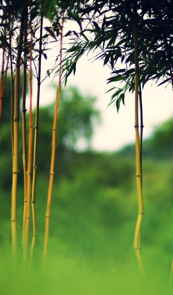 Молодой бамбук