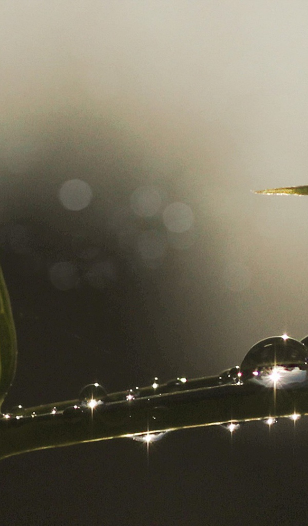 Блестящие капли росы на ветке