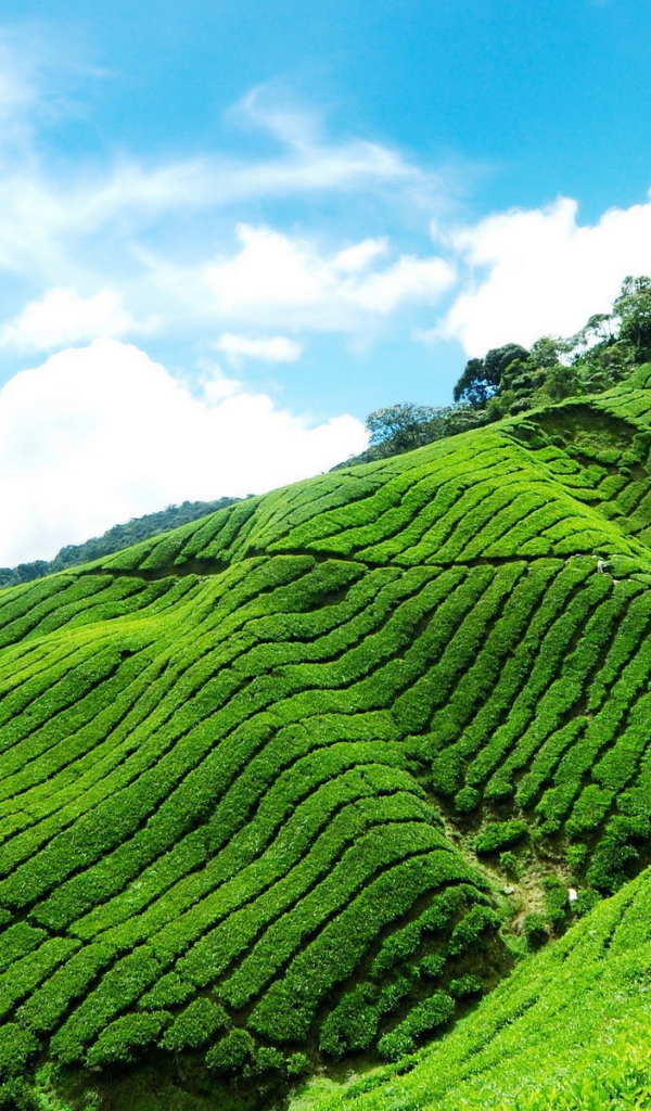 Плантация чая в горах