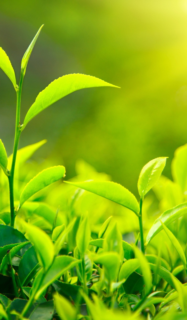 Молодые Чайные листья