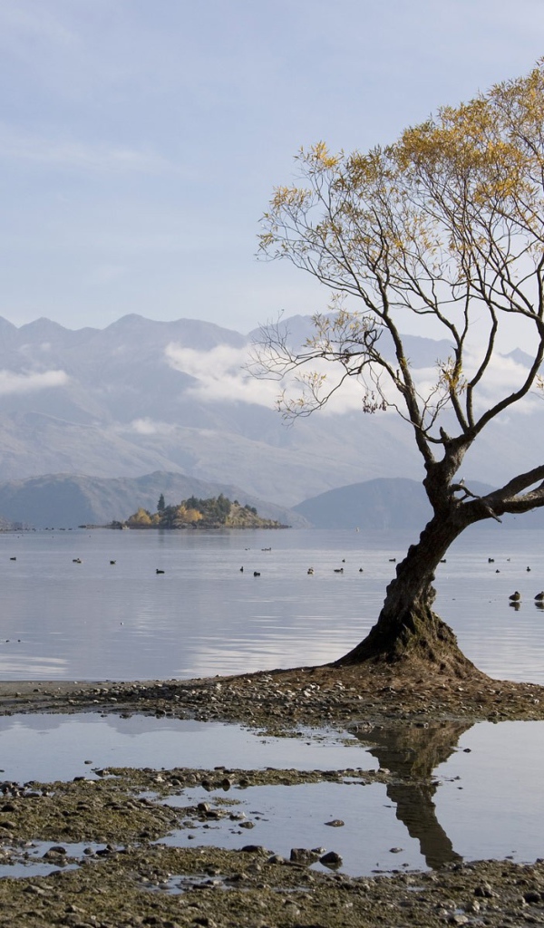 Одинокое дерево в воде