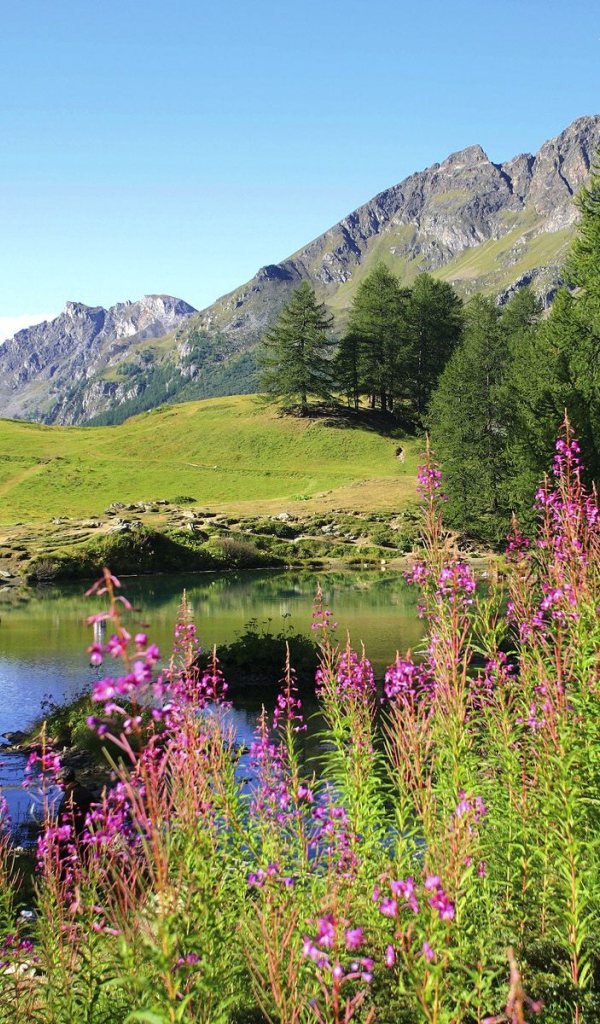 Цветет иван чай