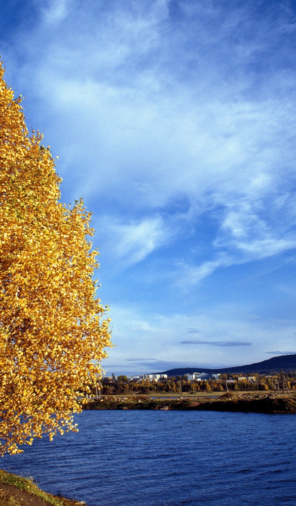 Золотое дерево на обрыве