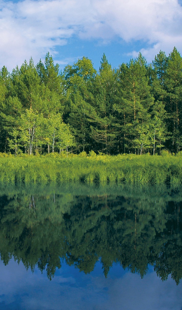 Зелень у реки