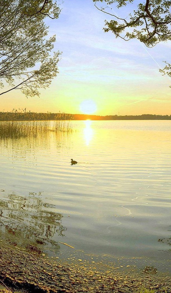 Закат на лесном озере