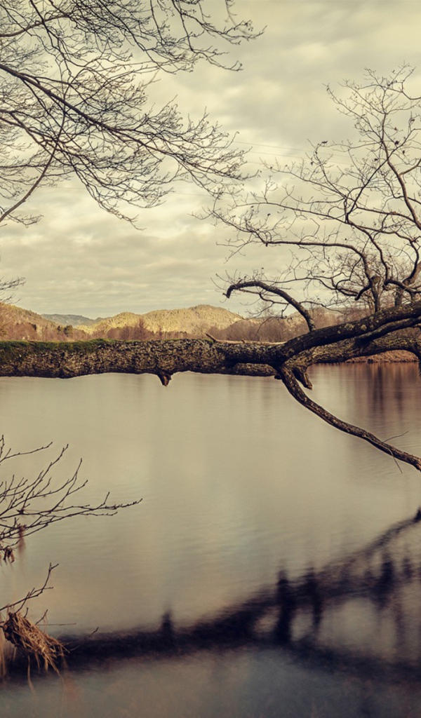 Дерево упало в воду