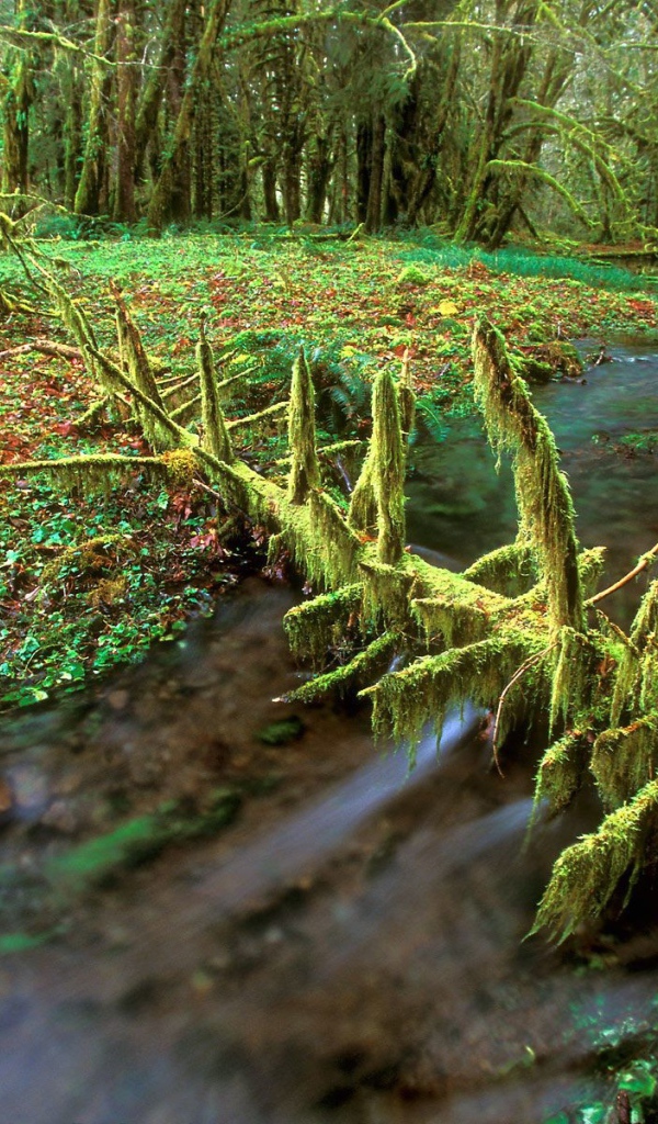 Очень дикая природа