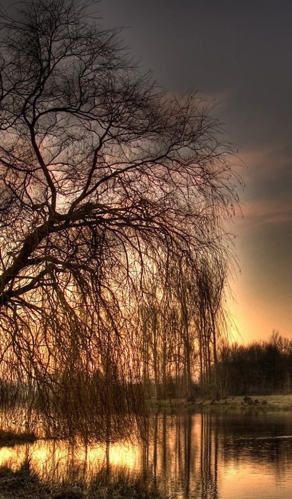 Голое дерево у озера