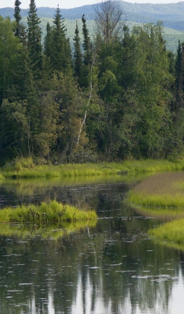 Лось бежит по болоту
