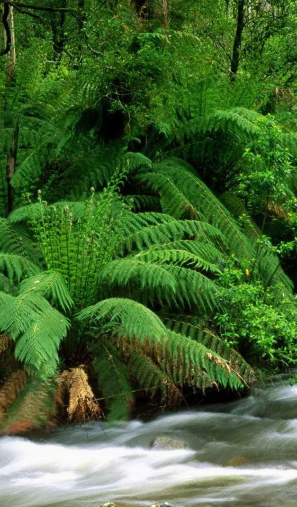 Река в тропиках