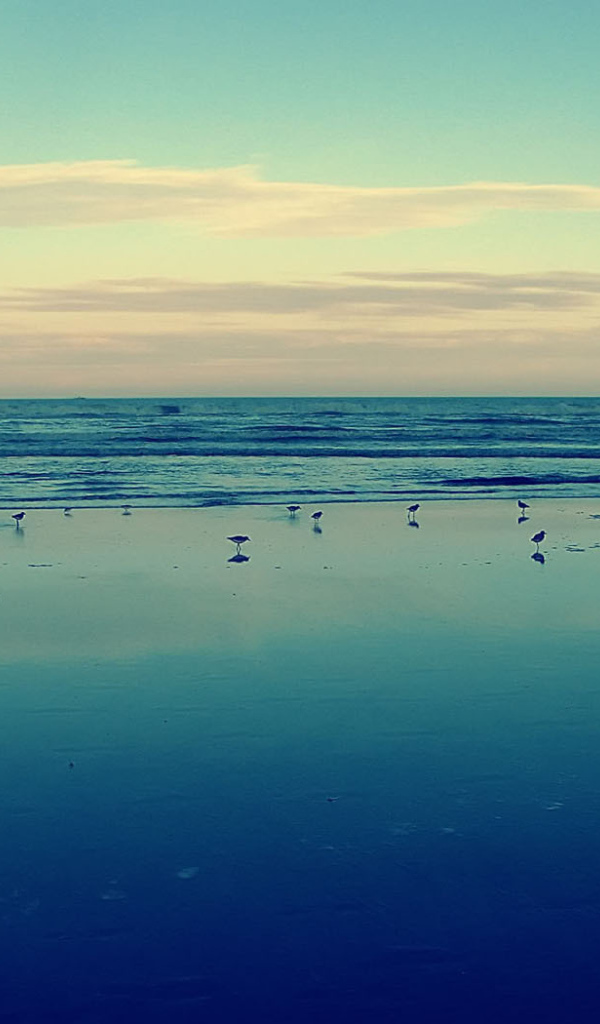 Птицы на мелководье