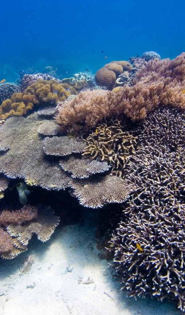 Коралловые полипы на дне моря