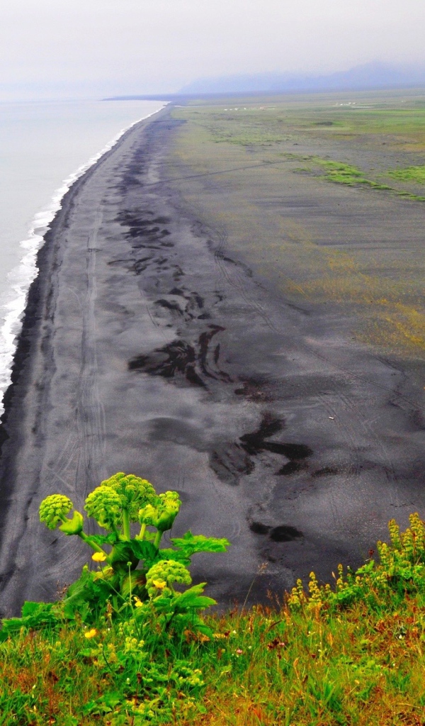 Морской пейзаж с растением