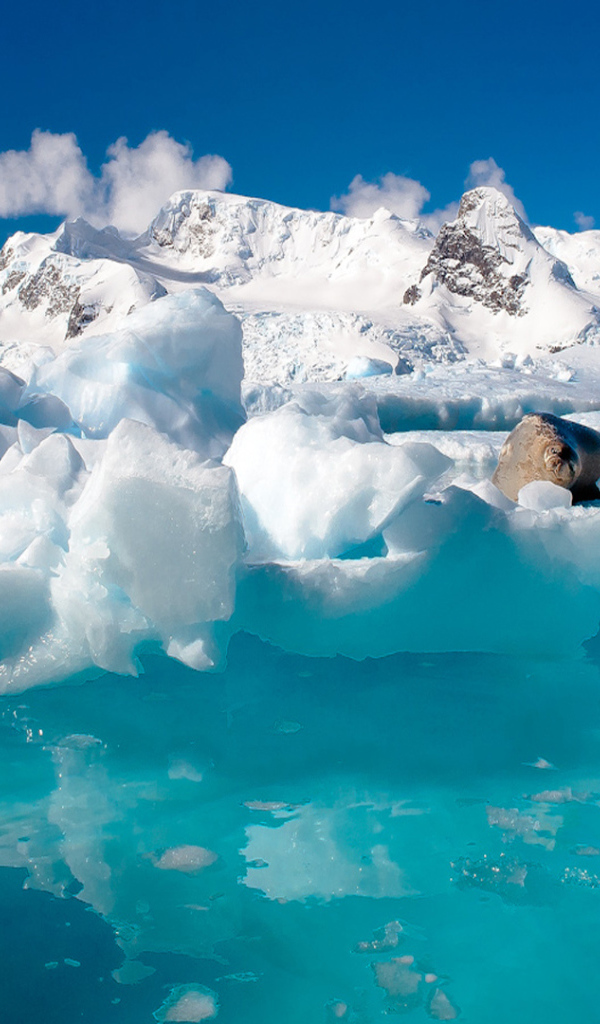 Вода и льды Антарктиды