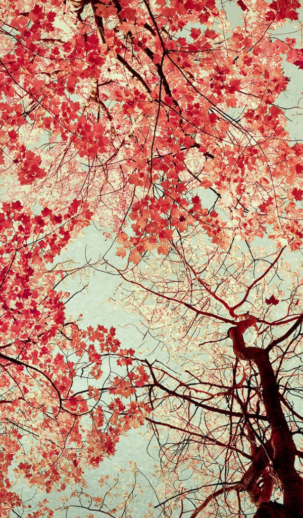 Осенние краски на небе