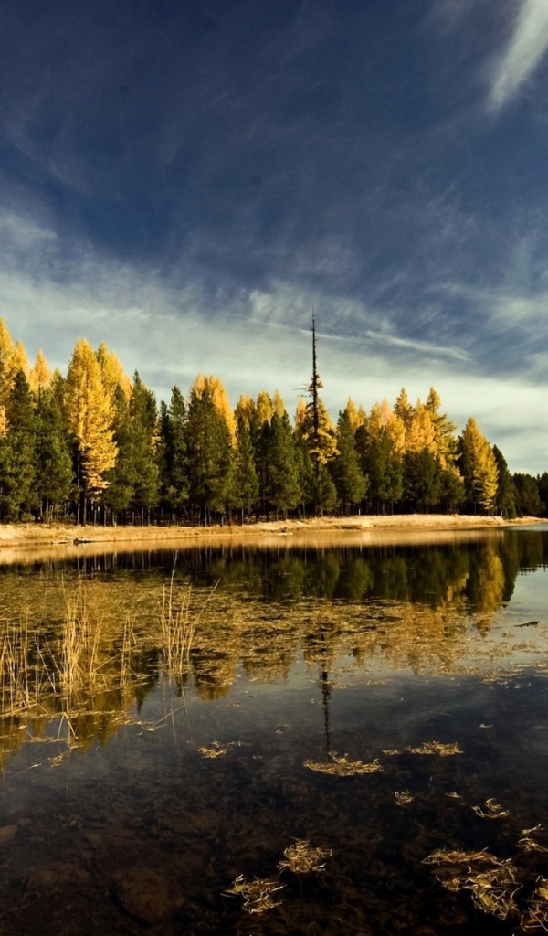 Осень на лесном озере