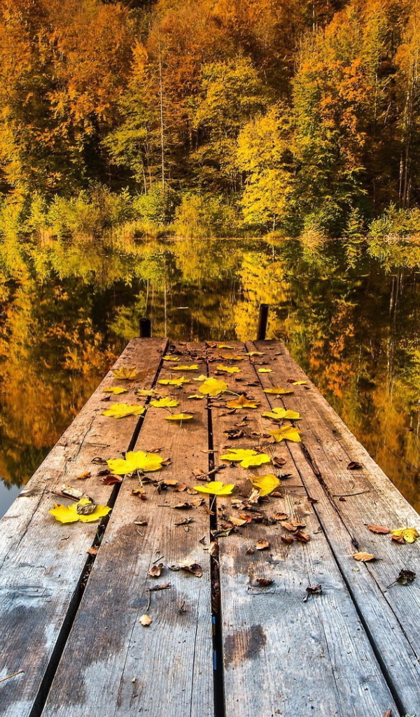 Желтые листья на мостике