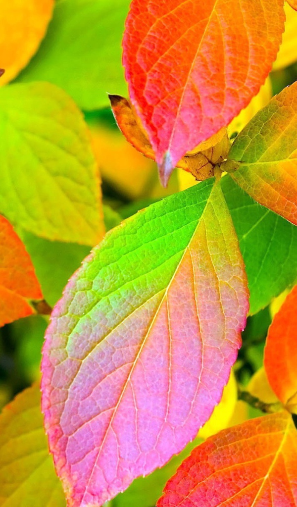 Удивительные осенние листья