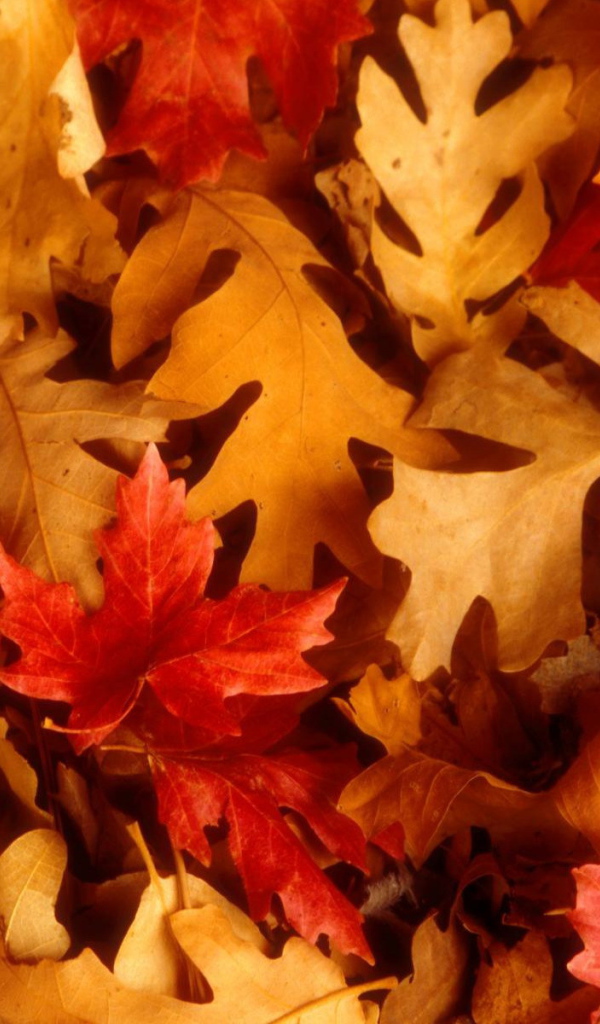 the leafs in autumn are red and orange