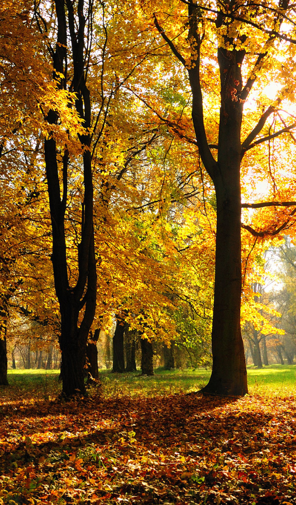 the trees in autumn under sun