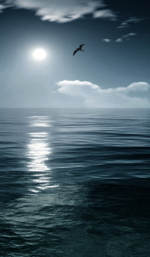 Птица летит на закате