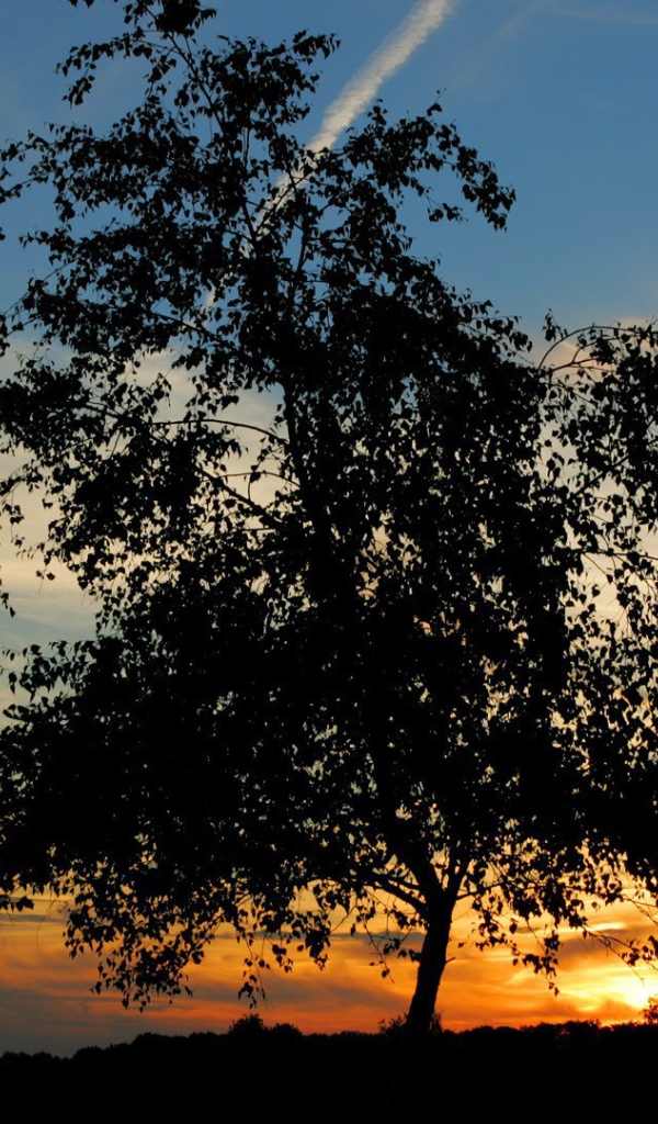 Одинокое дерево на закате