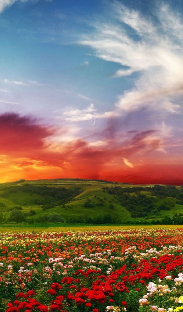 Красный закат над полем