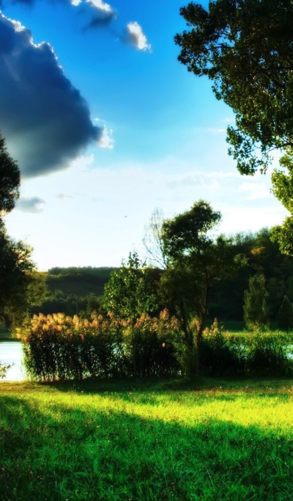 Закат за деревом