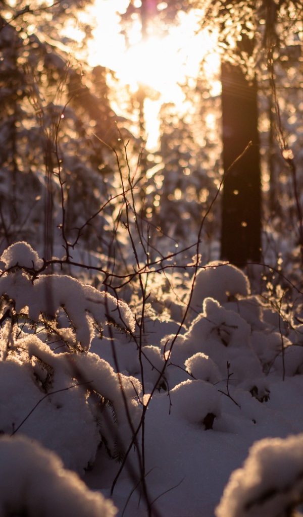 Закат в заснеженном лесу